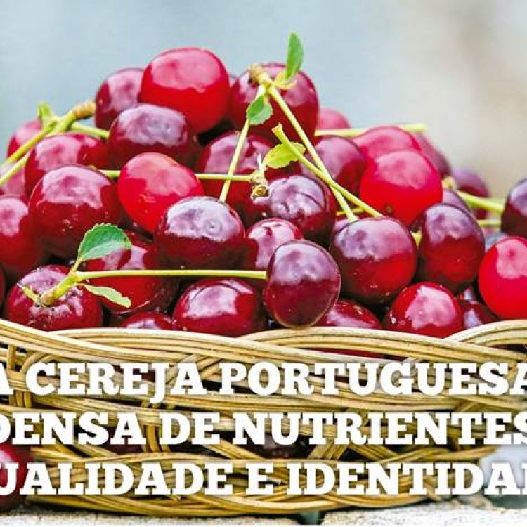A cereja portuguesa – densa de nutrientes, qualidade e identidade