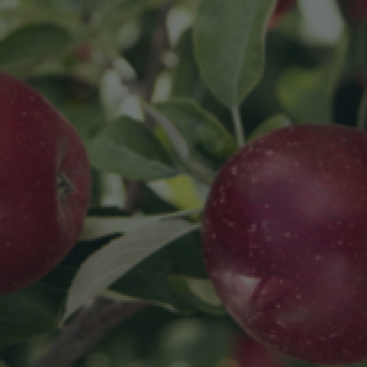 Alimentação inadequada e excesso de peso entre os fatores que mais determinam a carga da doença dos portugueses