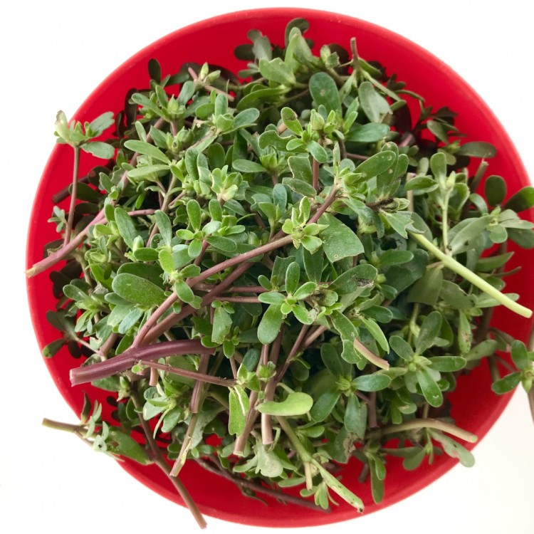 Dieta Mediterrânica: O papel das pequenas plantas como a salicórnia