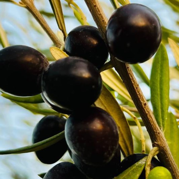 Dia Internacional da Dieta Mediterrânica