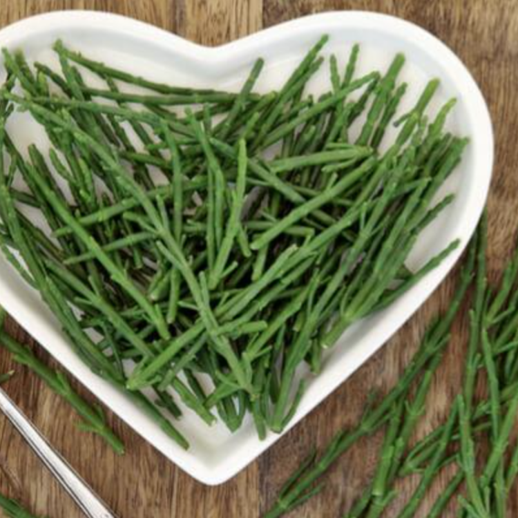 Salicórnia: um aliado na manutenção da saúde cardiovascular