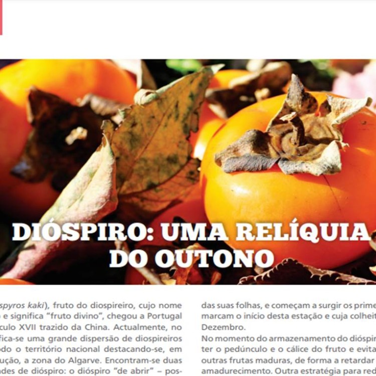 Dióspiro: uma relíquia do Outono