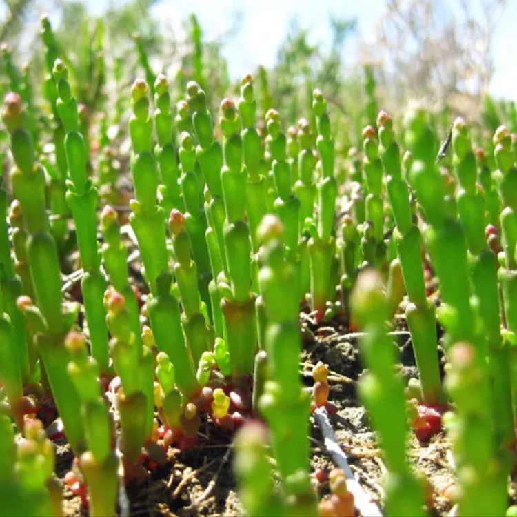 O que é a salicórnia? Conheça este poderoso aliado na diminuição do sal